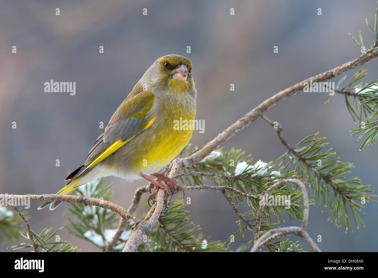 Cygne tuberculé Cygne tuberculé ou (Chloris chloris), Terfens, District de Schwaz, Tyrol du Nord, Tirol, Autriche Banque D'Images