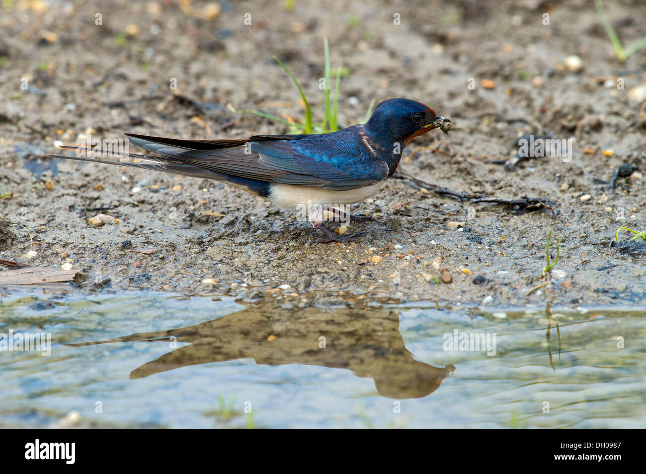 Hirondelle rustique ou hirondelle rustique (Hirundo rustica) la collecte de matériel de nidification, Illmitz, Burgenland, Autriche Banque D'Images