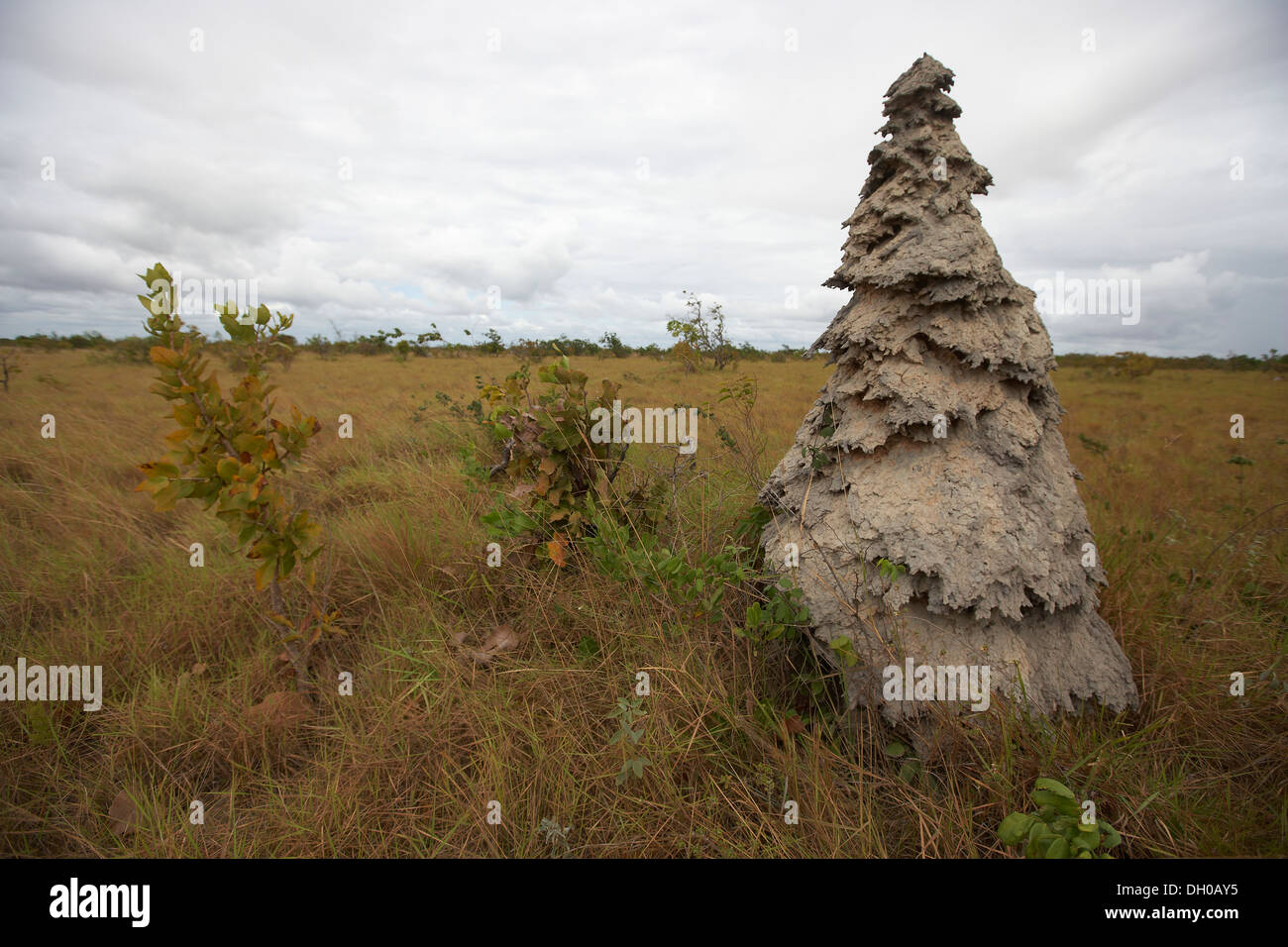 Termitière, prairies de savane, Guyana, en Amérique du Sud Banque D'Images