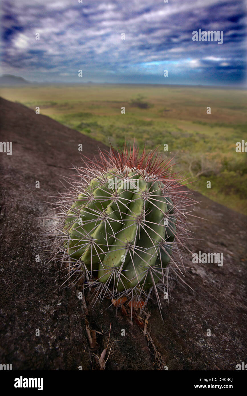 Les cactus qui poussent sur un éperon rocheux à la recherche sur le paysage de savane, au Guyana, en Amérique du Sud. Banque D'Images