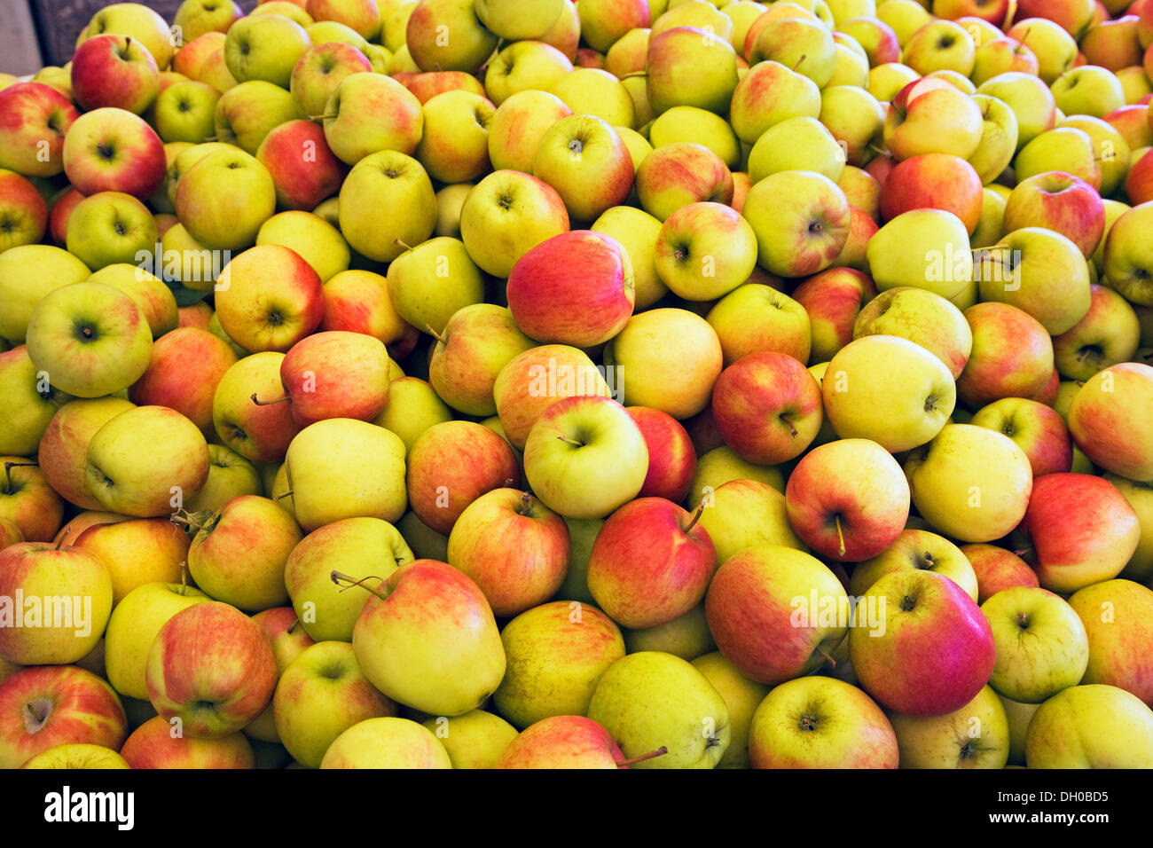 Une caisse de pommes honeycrisp fraîche de l'arbre à un stand de fruits à Parkdale, Oregon Banque D'Images