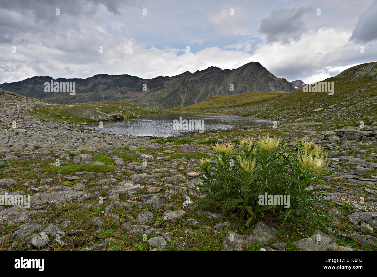 Lac de montagne à Timmelsjoch, avec Alpine Cirsium spinosissimum) à l'avant, Alpes de Stubai à l'arrière, Timmelstal Banque D'Images