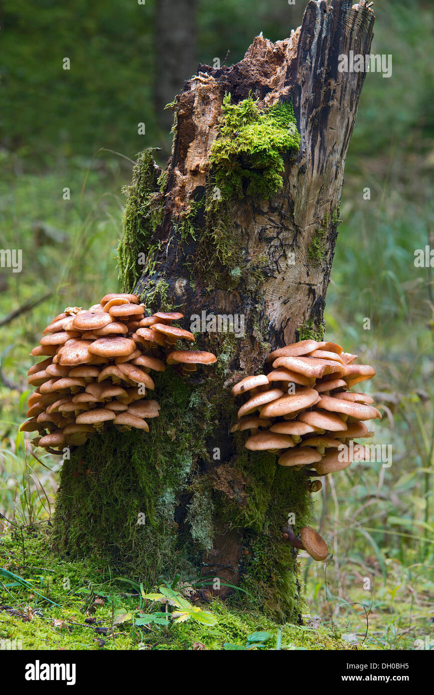 Le miel foncé (champignon Armillaria ostoyae), Hinterriss, Karwendel, Tyrol, Autriche, Europe Banque D'Images