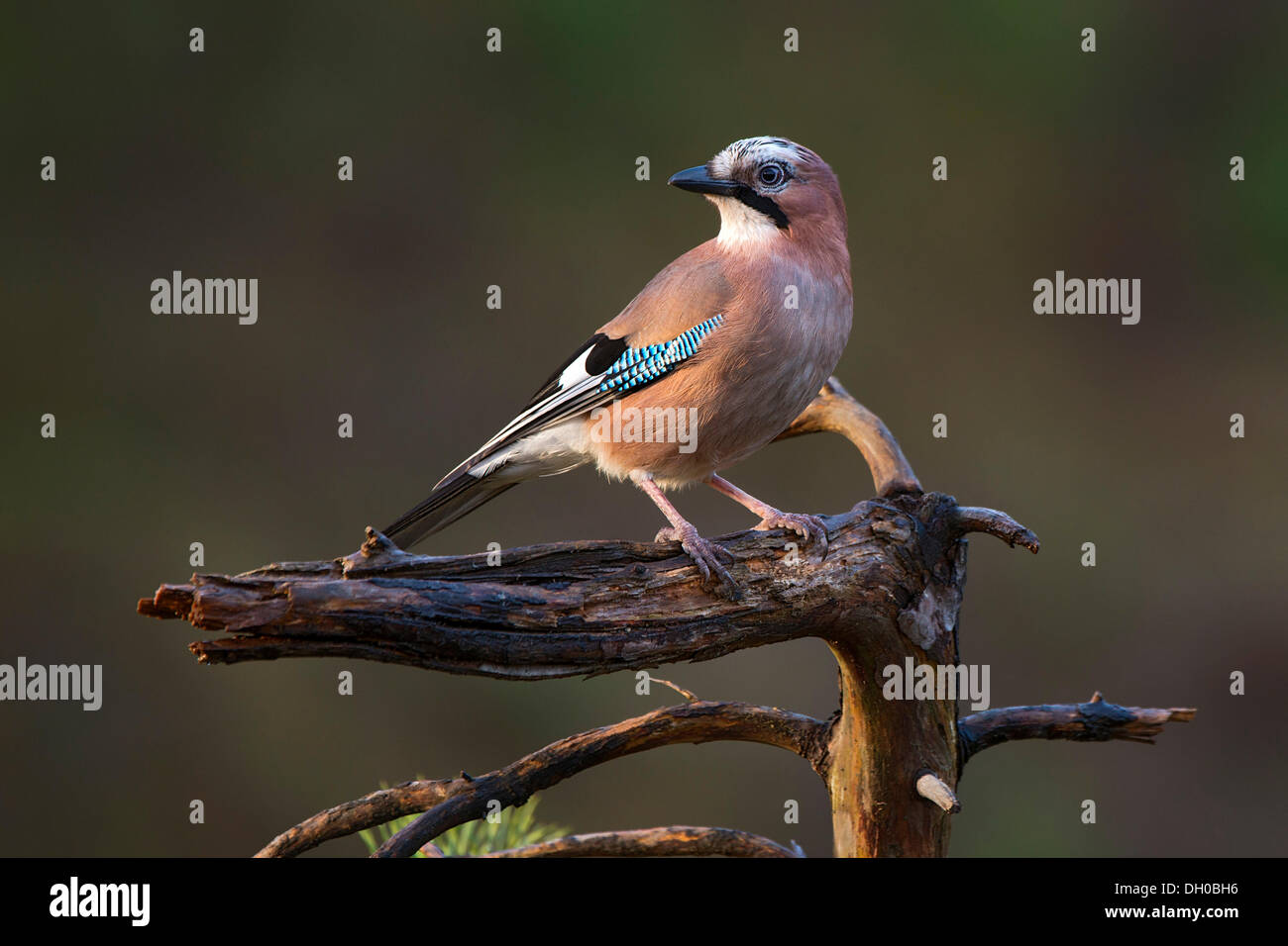 Jay (Garrulus glandarius), Terfener Forchat, Terfens, Tyrol, Autriche, Europe Banque D'Images