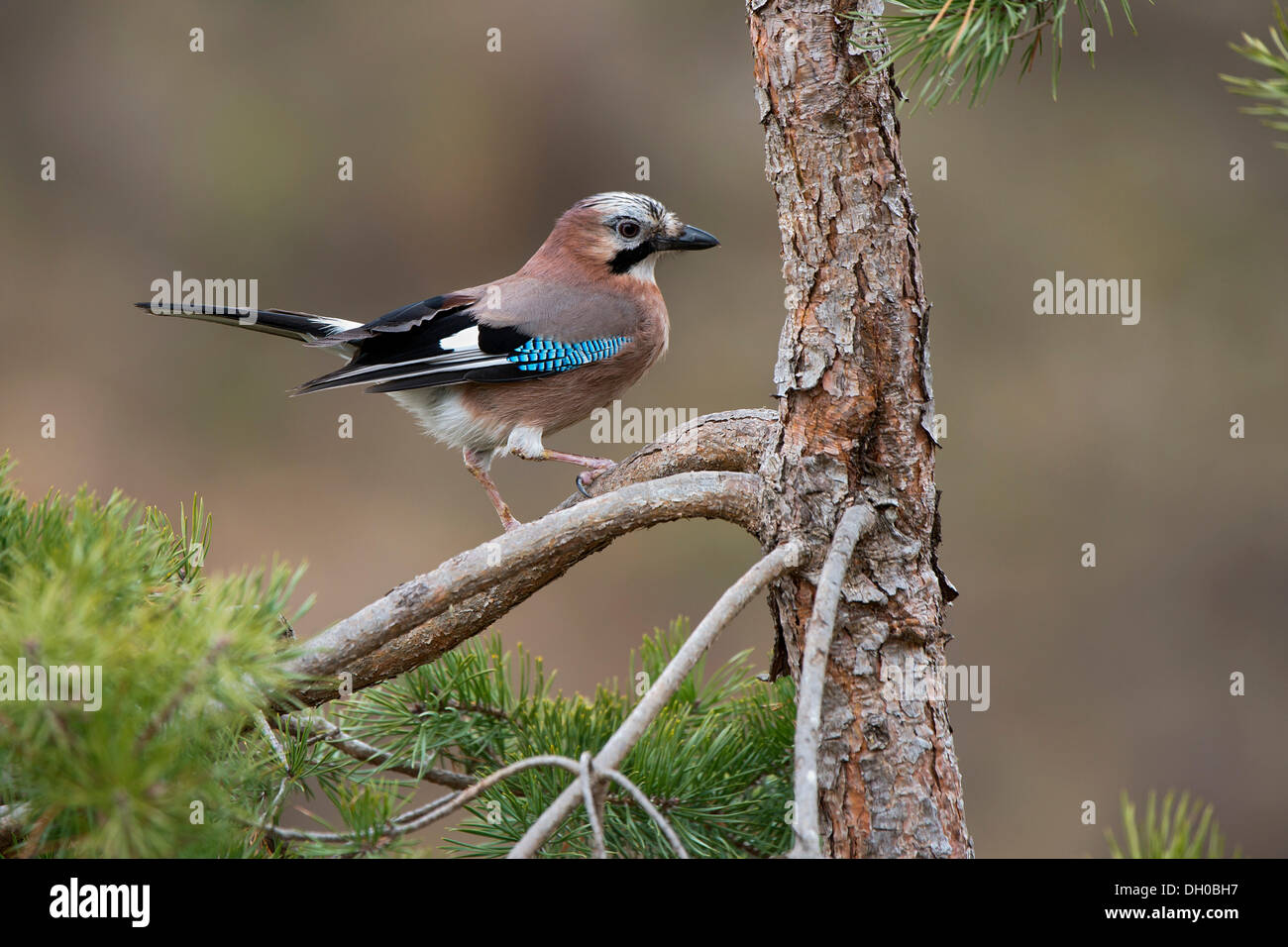 Jay (Garrulus glandarius) Terfener Forchat, Terfens, Tyrol, Autriche, Europe Banque D'Images