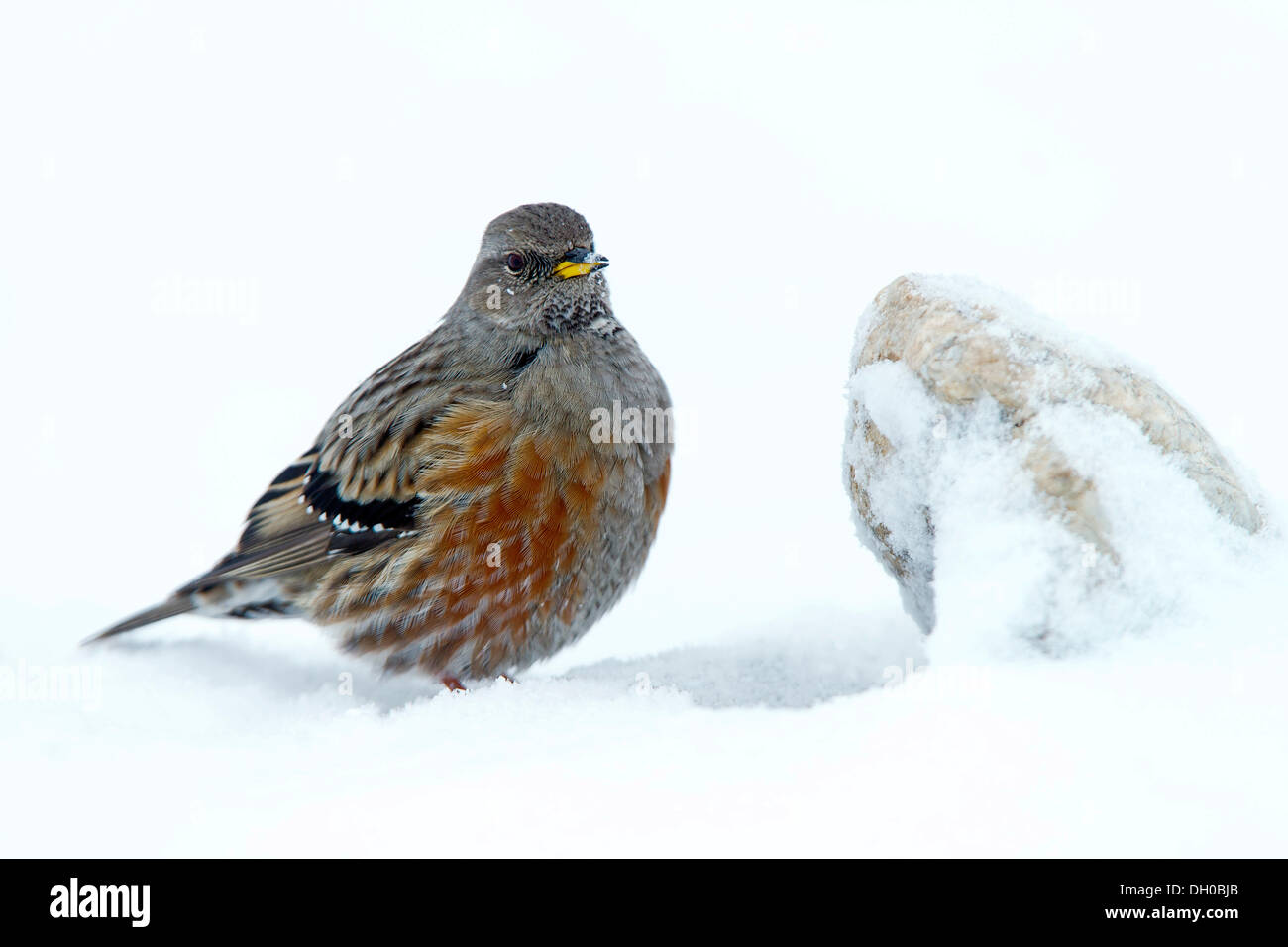 Alpine Accentor (Prunella collaris) dans la neige, Hafelekar, Karwendel, Tyrol, Autriche Banque D'Images