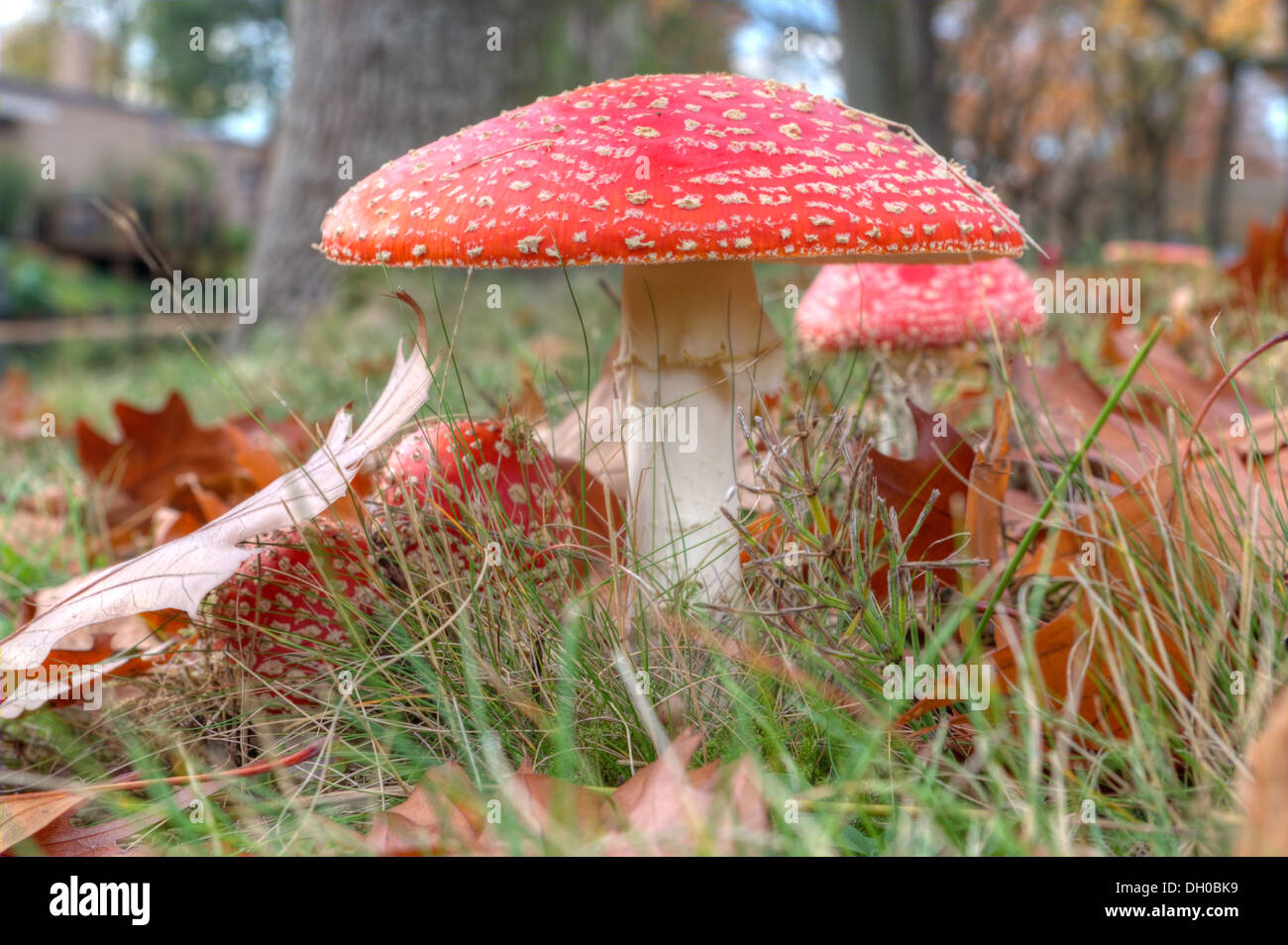 Tête de soufre rouge sur la Veluwe, Pays-Bas Banque D'Images