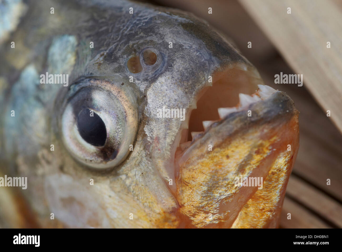 Le piranha à ventre rouge ou rouge, piranha Pygocentrus nattereri, Guyana, en Amérique du Sud. Banque D'Images