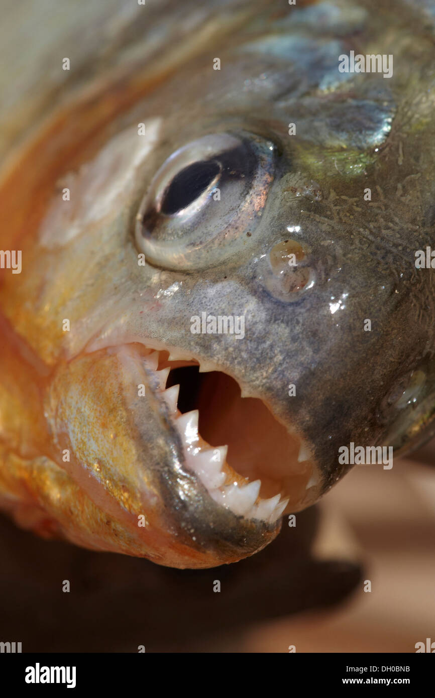 Le piranha à ventre rouge ou rouge, piranha Pygocentrus nattereri, Guyana, en Amérique du Sud. Banque D'Images