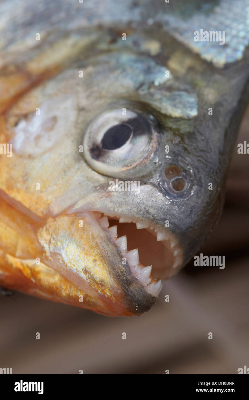 Le piranha à ventre rouge ou rouge, piranha Pygocentrus nattereri, Guyana, en Amérique du Sud. Banque D'Images
