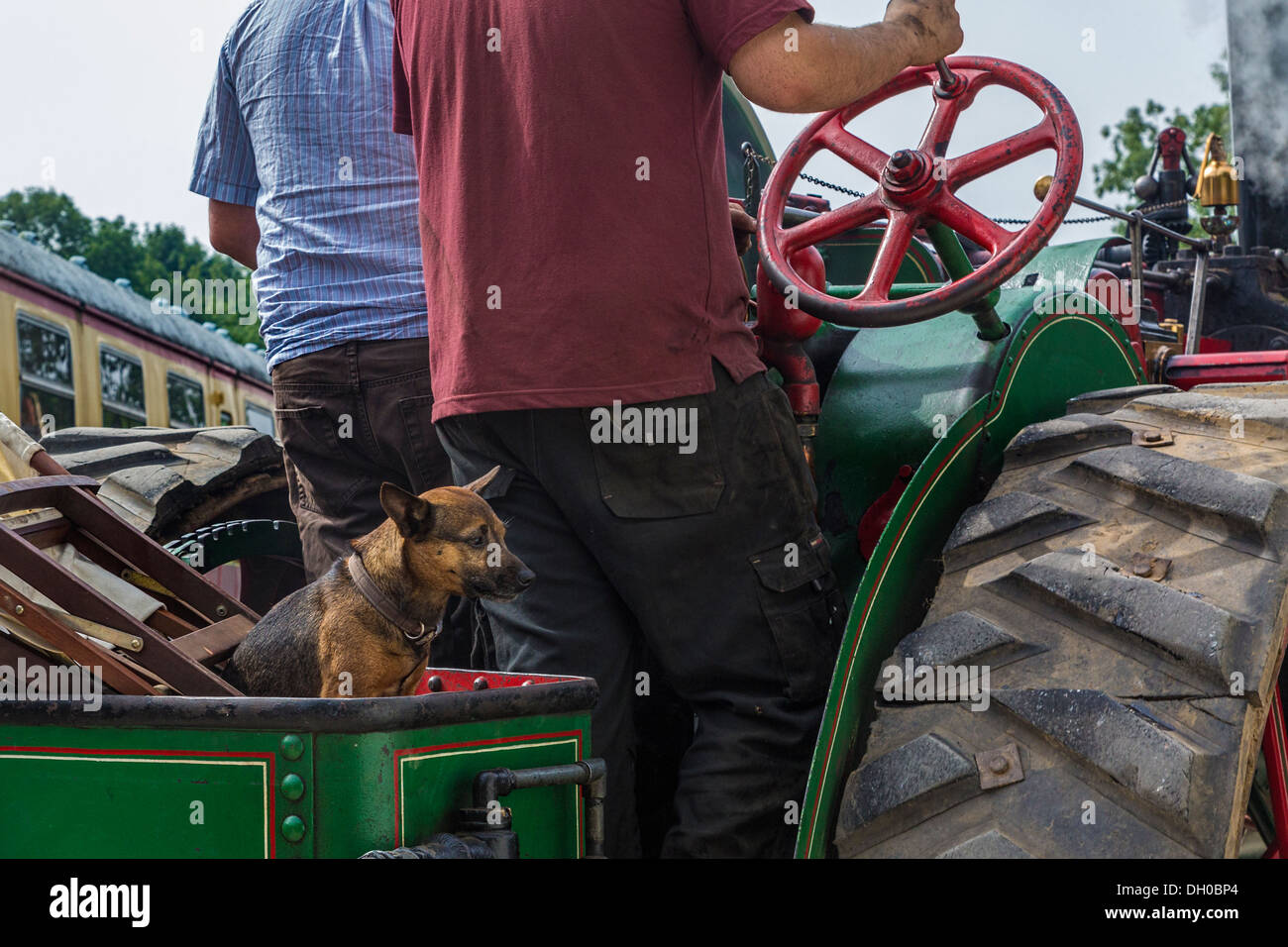 Le chien regarde son maître de manœuvre son moteur de traction en position. Whitwell & vapeur Reepham rally, Norfolk, UK Banque D'Images