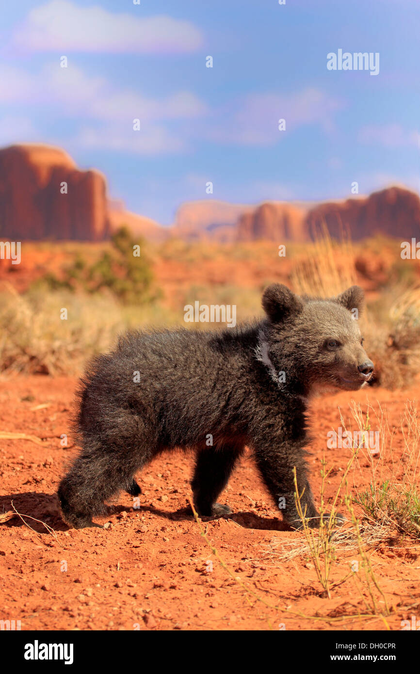 Ours grizzli (Ursus arctos horribilis), Cub, Utah, United States Banque D'Images