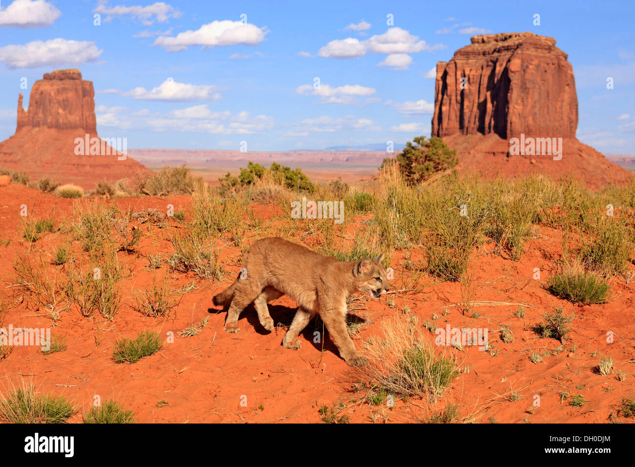 Puma, Cougar ou Lion des montagnes (Puma concolor), adulte, captive,  caractéristique des formations rocheuses à l'arrière, Monument Valley, Utah  Photo Stock - Alamy