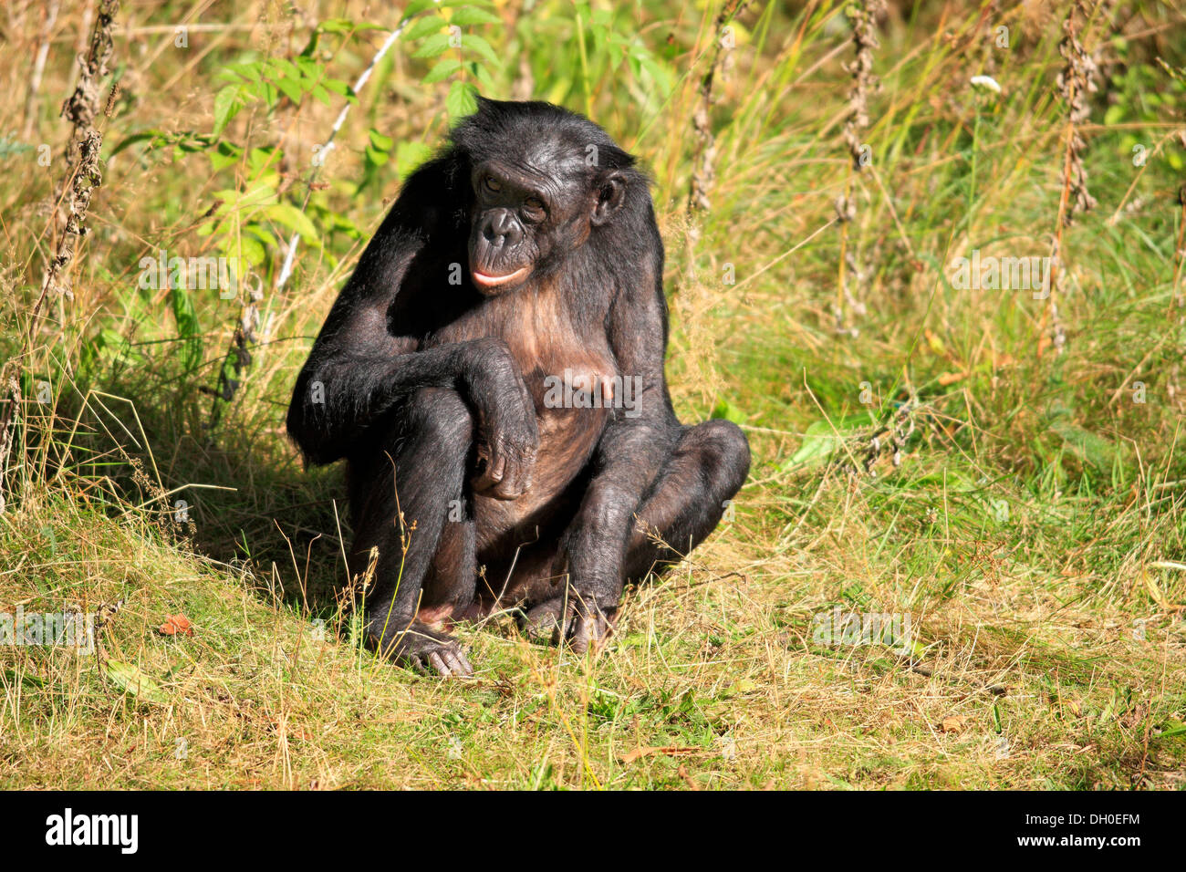 Les bonobos (pan paniscus), originaire d'Afrique, femme, adulte, captive, Apeldoorn, Gueldre, Pays-Bas Banque D'Images