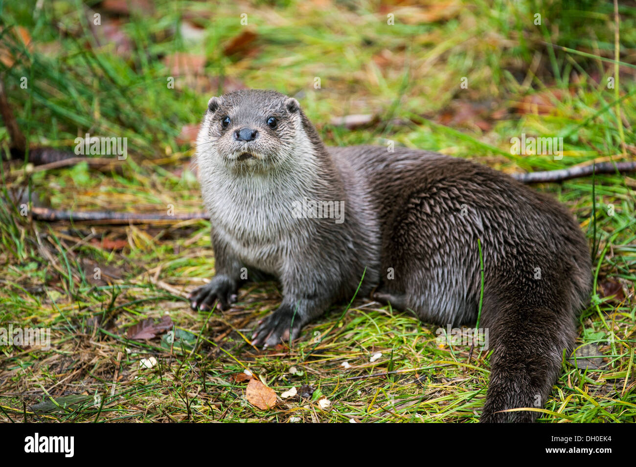 Rivière européenne loutre (Lutra lutra) sur la rive Banque D'Images