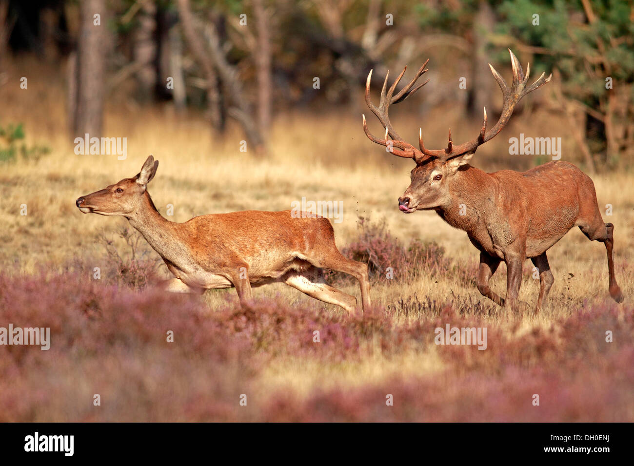 Red Deer (Cervus elaphus) adulte, couple, le Parc national Hoge Veluwe, Gueldre, Pays-Bas Banque D'Images