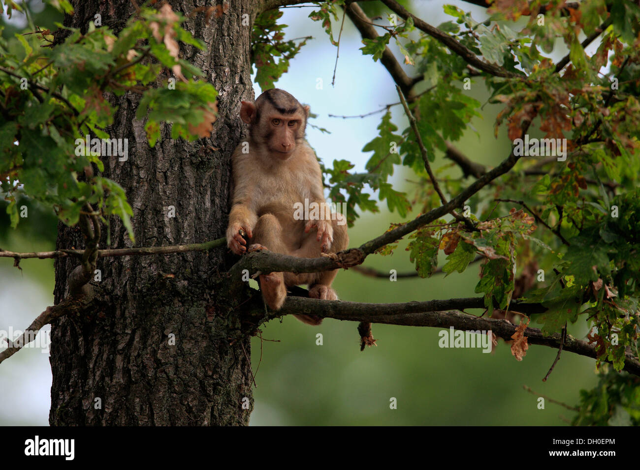 Le sud de Pig-tailed Macaque (Macaca nemestrina), assis sur une branche, les jeunes, captive, Arnhem, Gueldre, Pays-Bas Banque D'Images