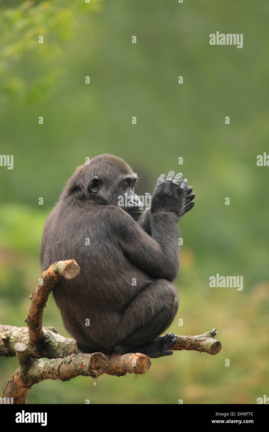 Gorille de plaine de l'ouest (Gorilla gorilla gorilla), femelle adulte, en frappant des mains, assis sur un arbre, captive Banque D'Images