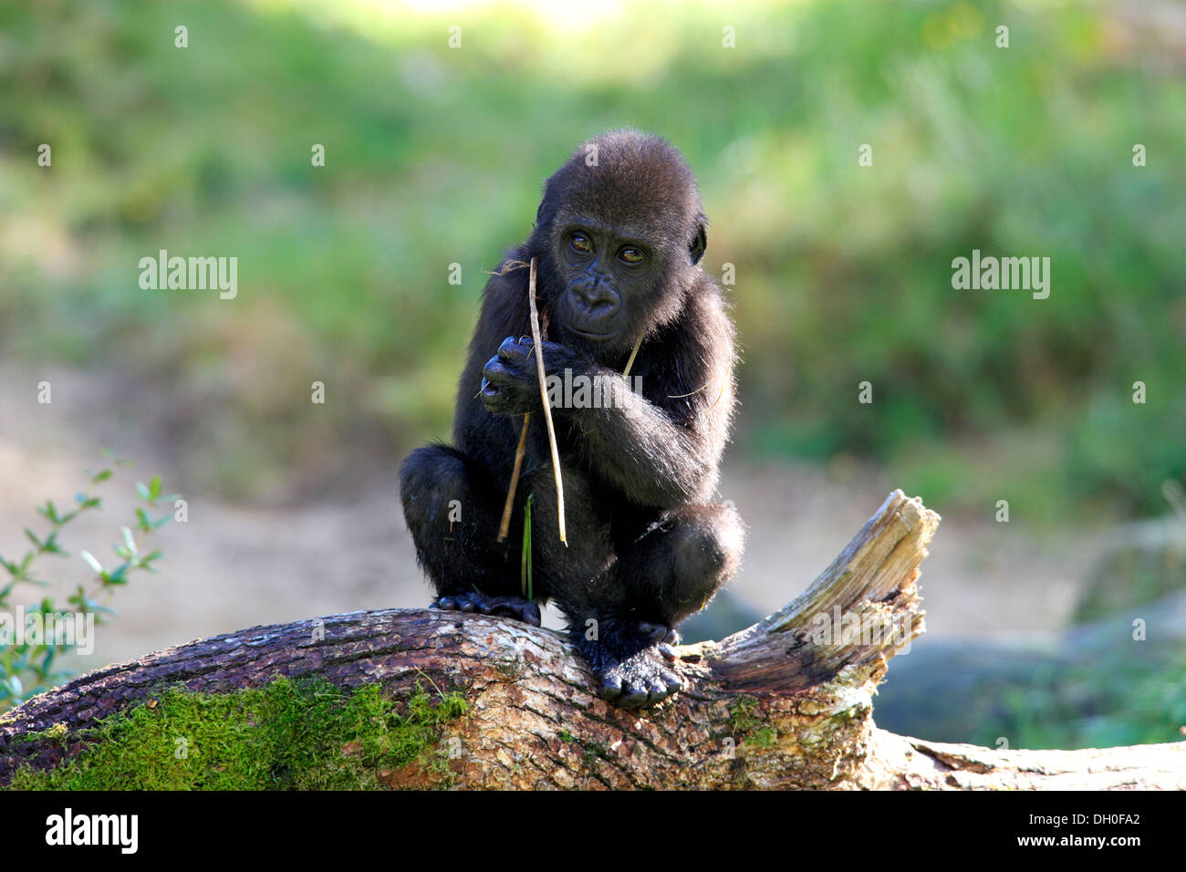 Gorille de plaine de l'ouest (Gorilla gorilla gorilla), nourrissons, originaire d'Afrique, captive, Apeldoorn, Gueldre, Pays-Bas Banque D'Images