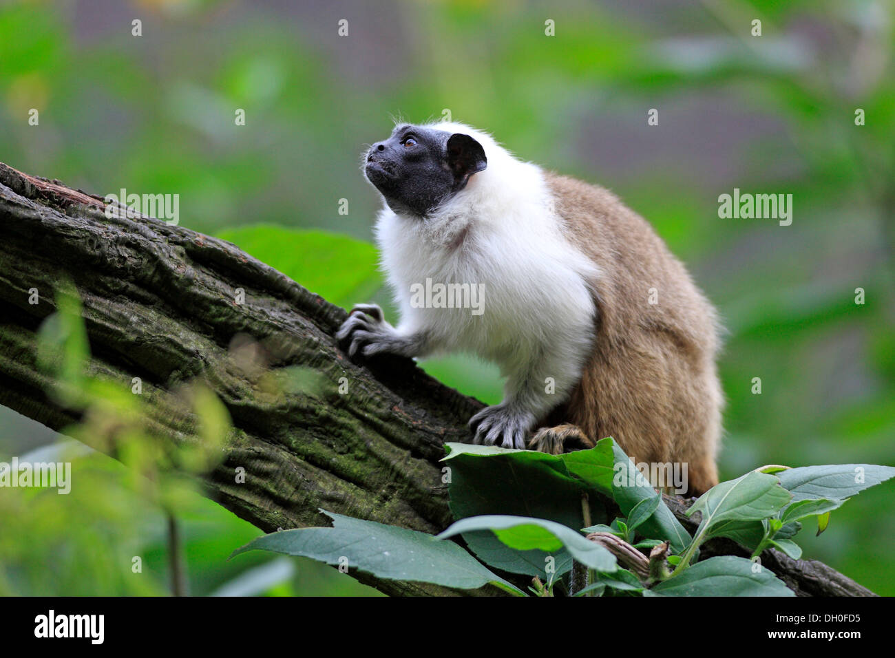 Pied Tamarin (Saguinus bicolor), l'occurrence en Amérique du Sud, des profils, captive, Apeldoorn, Gueldre, Pays-Bas Banque D'Images