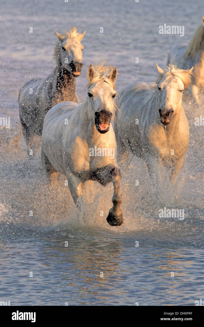 Chevaux Camargue (Equus ferus caballus) galopant à travers l'eau, des Saintes-Maries-de-la-Mer, département Bouches-du-Rhône, région Banque D'Images