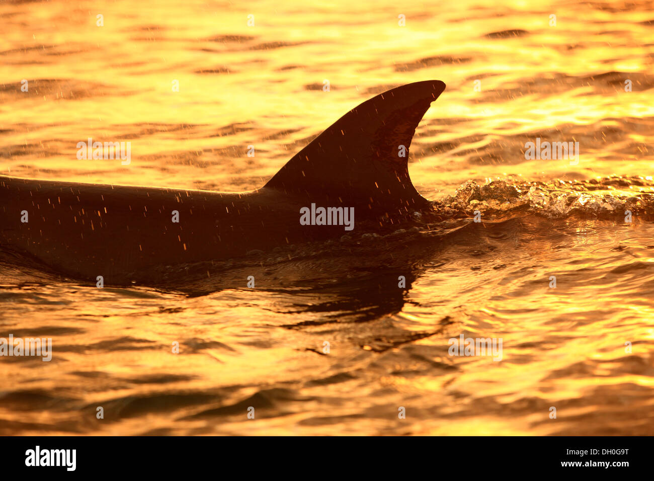 Grand dauphin (Tursiops truncatus), la nageoire dorsale au crépuscule, captive, Honduras Banque D'Images