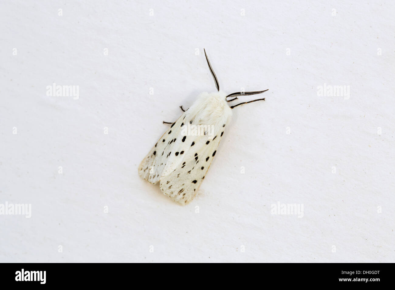 Hyponomeute du pommier blanc ; Spilosoma lubricipeda ; mâle ; UK Banque D'Images