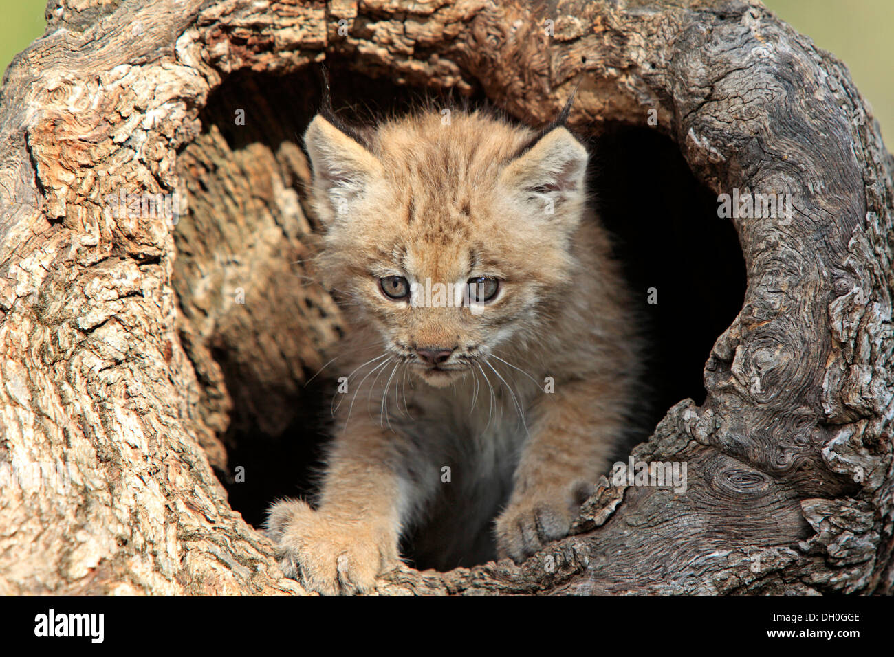 Le Lynx du Canada (Lynx canadensis), Cub, âgé de huit semaines, dans un repaire, captive, Montana, United States Banque D'Images