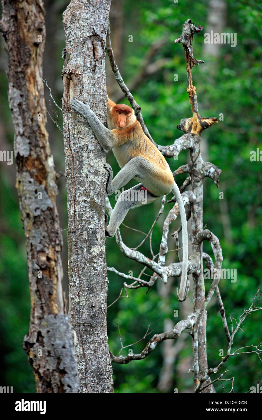 Proboscis Monkey (Nasalis larvatus), homme sur un arbre, Labuk Bay, Sabah, Bornéo, Malaisie Banque D'Images