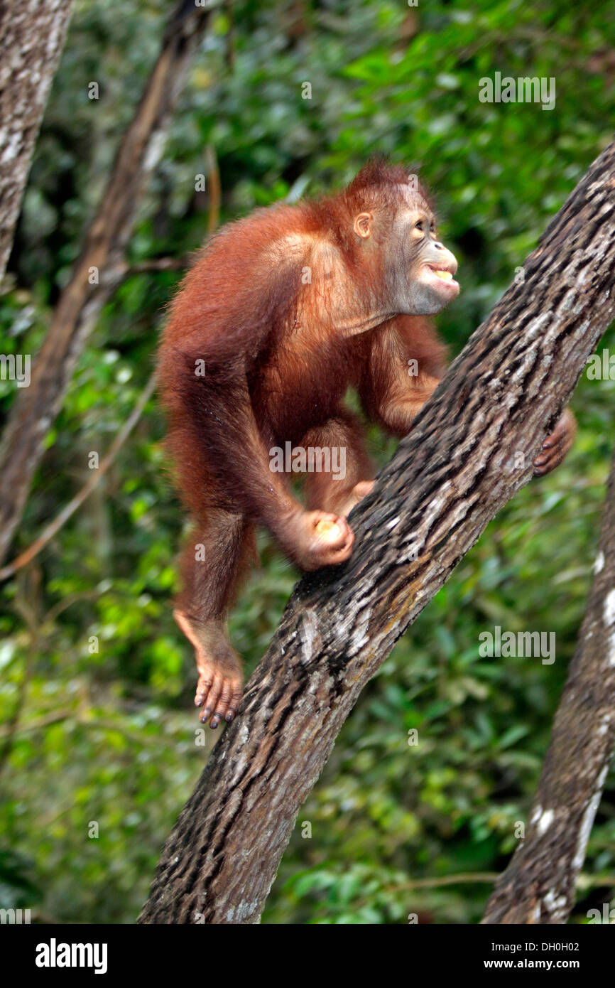 Orang-outan (Pongo pygmaeus), semi-cultivé escalade un arbre juvénile, captive, Sabah, Bornéo, Malaisie Banque D'Images