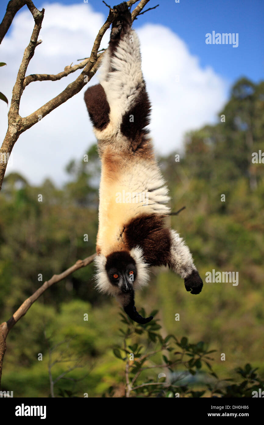 La Gélinotte noir Lemur (Le Varecia variegata), des profils avec tête en bas sur une branche tout en nourriture, Madagascar Banque D'Images
