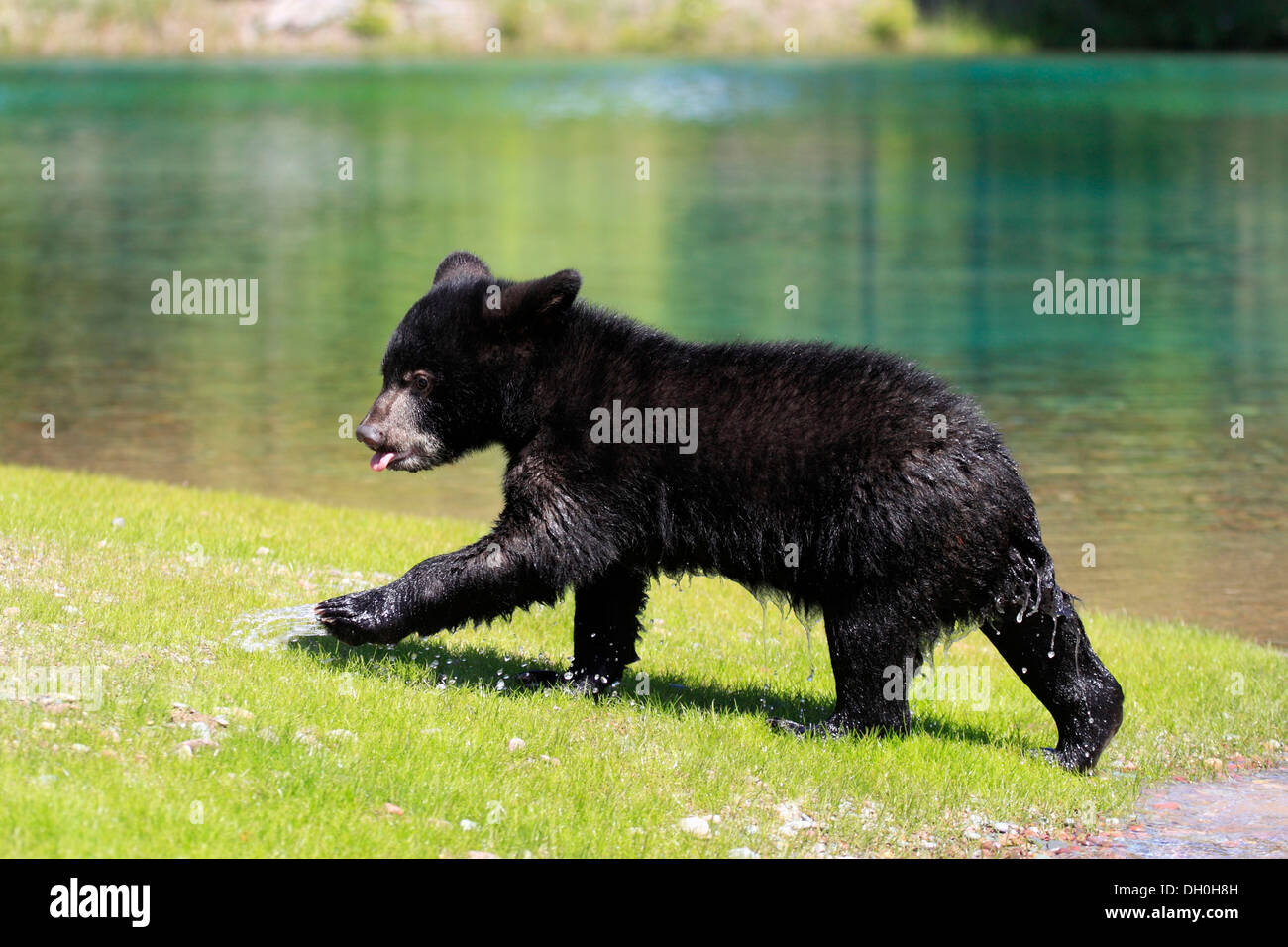 Ours noir (Ursus americanus), Cub, six mois, captive, Montana, United States Banque D'Images