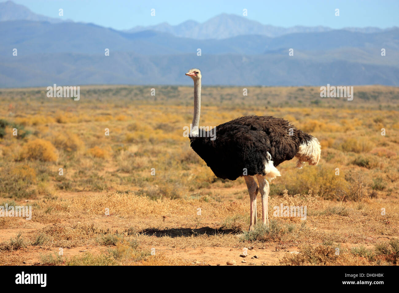 Ou d'Autruche Autruche commune (Struthio camelus australis), homme, Karoo, Afrique du Sud Banque D'Images