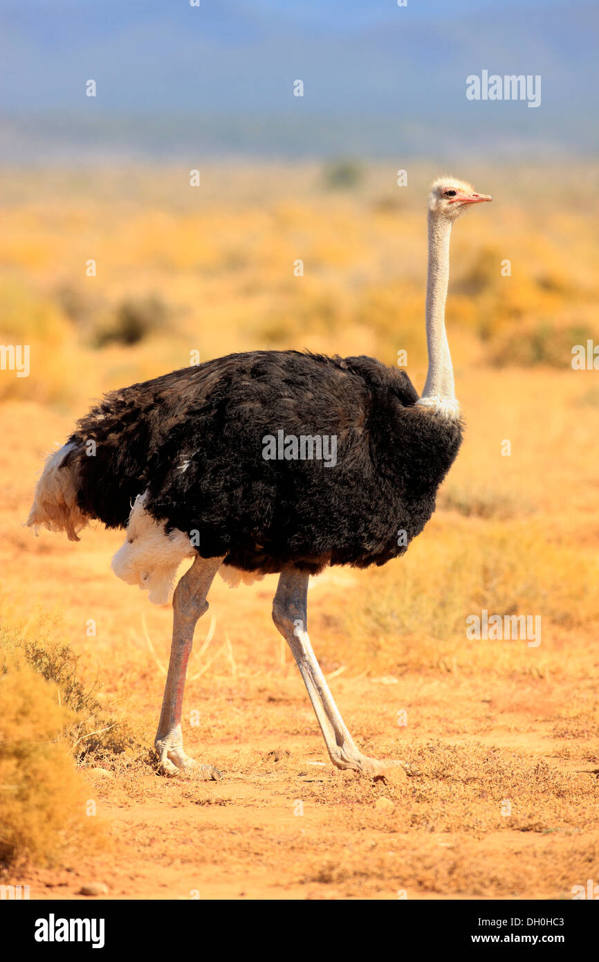 Ou d'Autruche Autruche commune (Struthio camelus australis), homme, Karoo, Afrique du Sud Banque D'Images