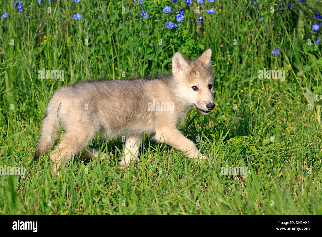 Wolf (Canis lupus), pup, âgé de huit semaines, dans un pré, captive, Kalispell, Montana, United States Banque D'Images