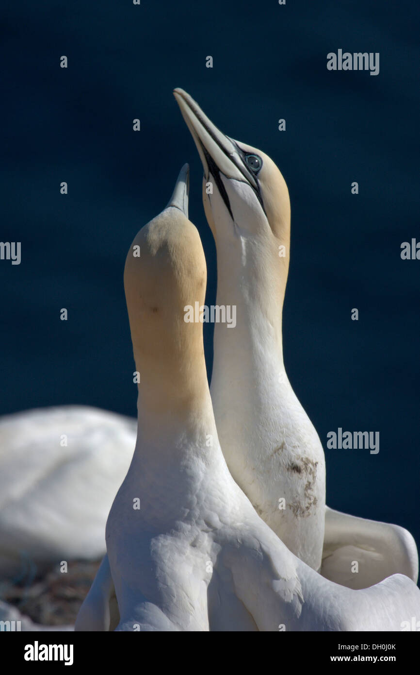 Le Fou de Bassan (Morus bassanus) perché sur le vogelfelsen rock, d'oiseaux, de l'île d'Helgoland, Helgoland Banque D'Images