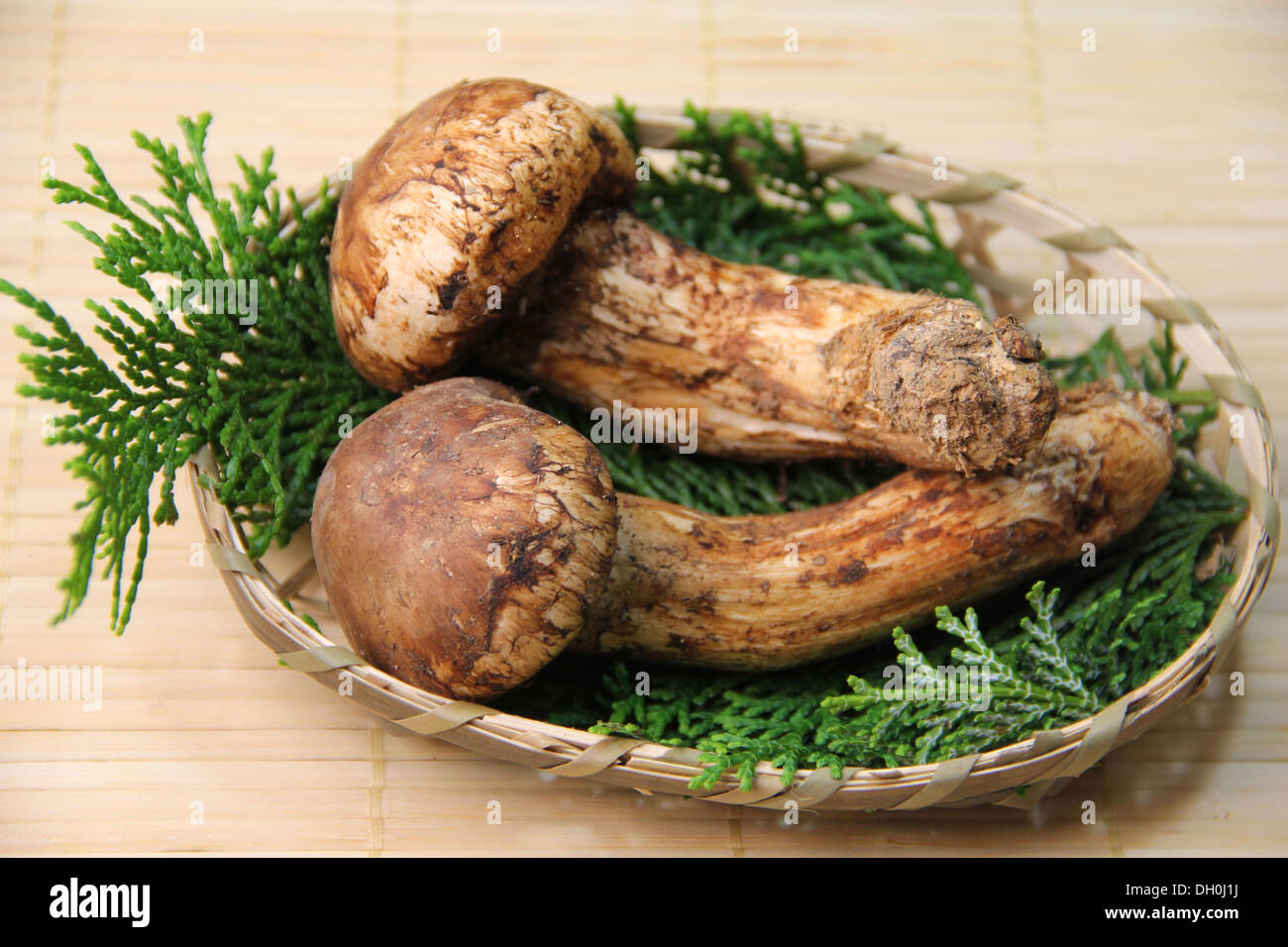 Champignons Matsutake Banque D'Images