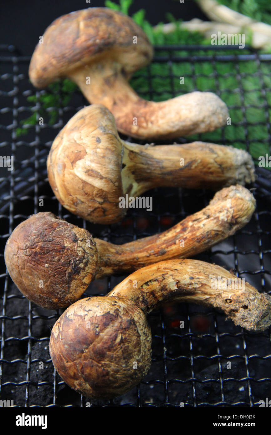 Champignons Matsutake Banque D'Images