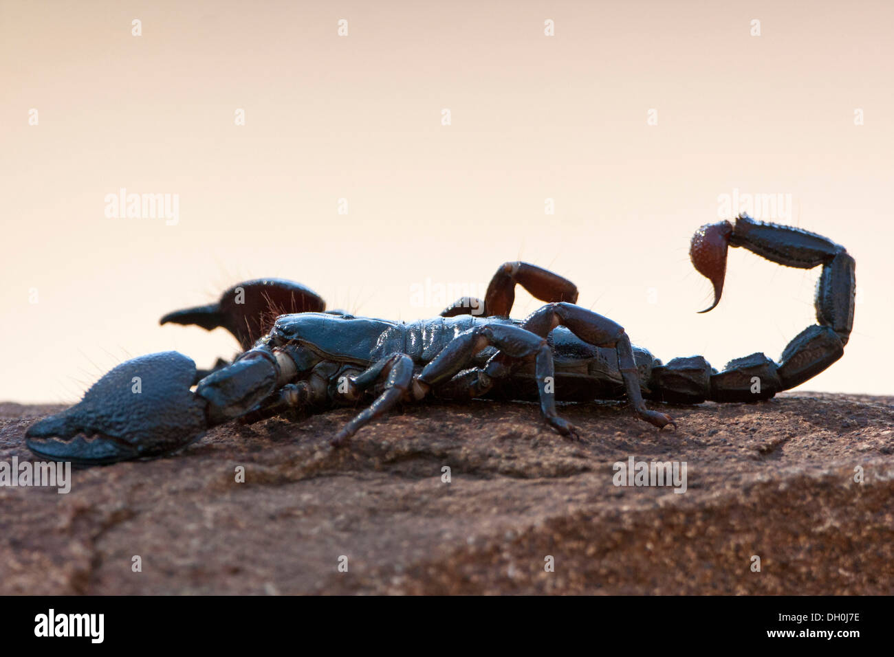 (Parabuthus transvaalicus Scorpion), vue latérale, Reptilarium de Khamai Reptile Park, Hoedspruit, Parc National Kruger, province du Limpopo Banque D'Images