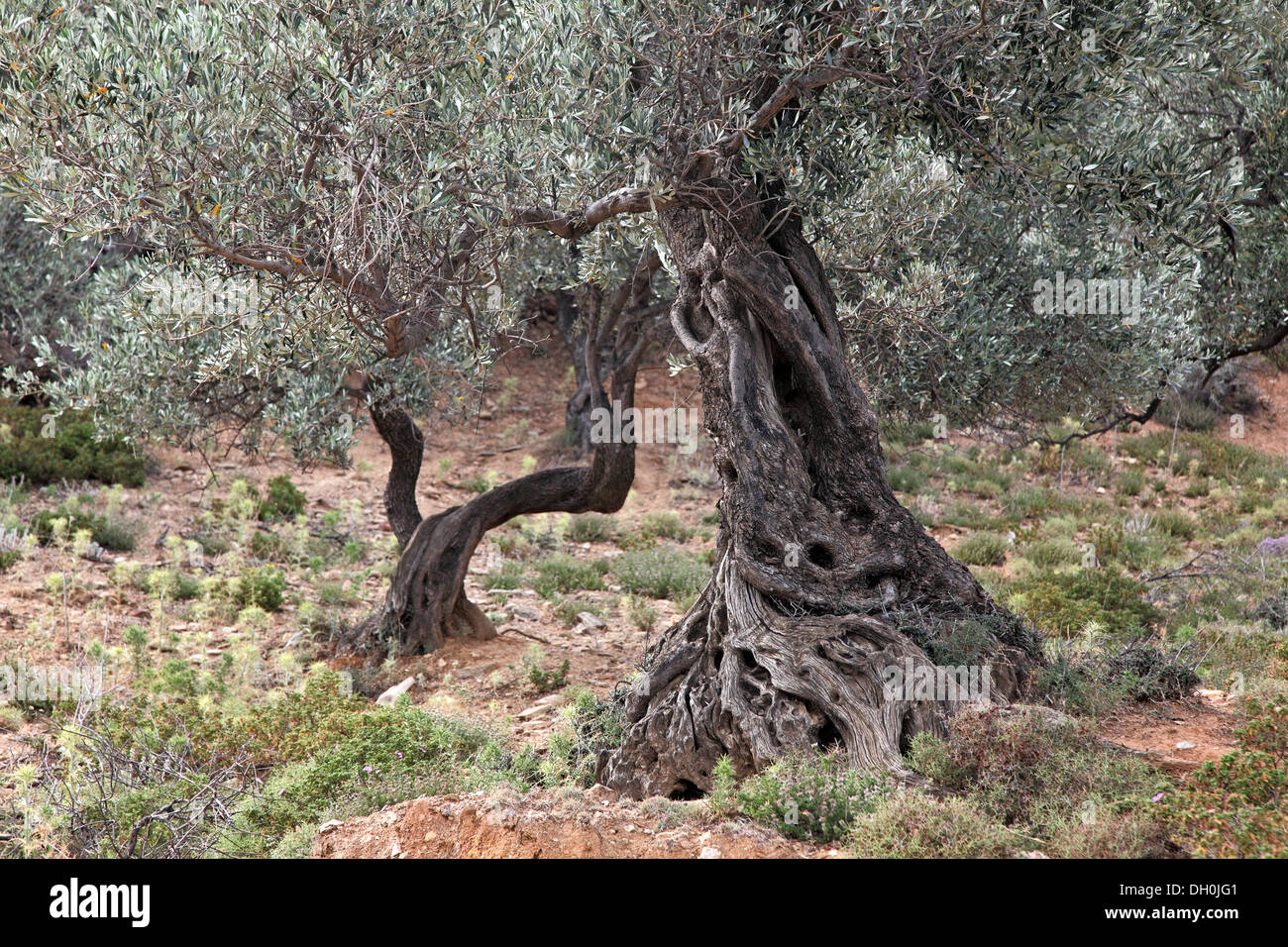 Vieux troncs d'oliviers, l'île de Crète, Grèce Banque D'Images