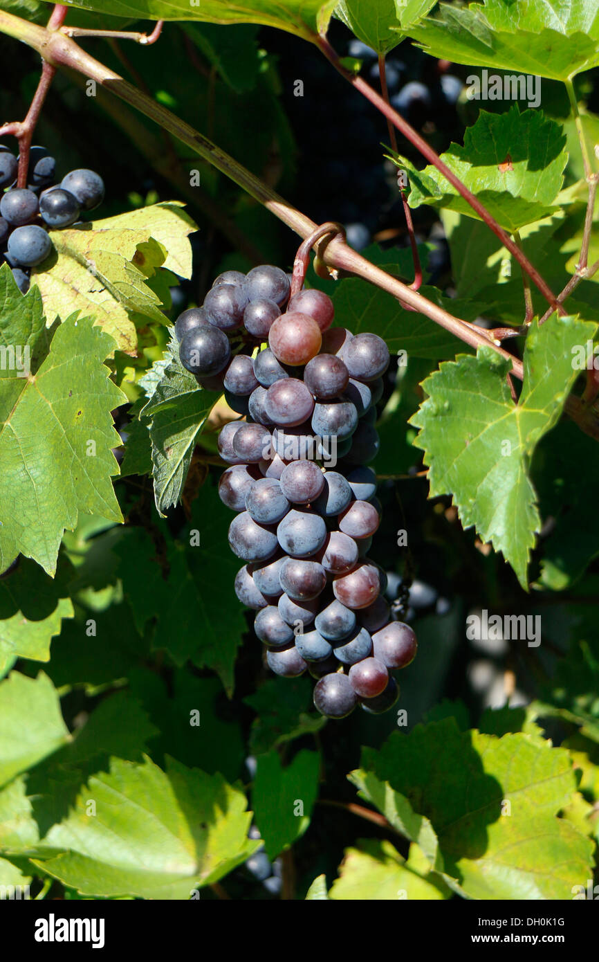 Bouquet de raisins rouges sur vigne, feuilles vertes. 132768 Banque D'Images