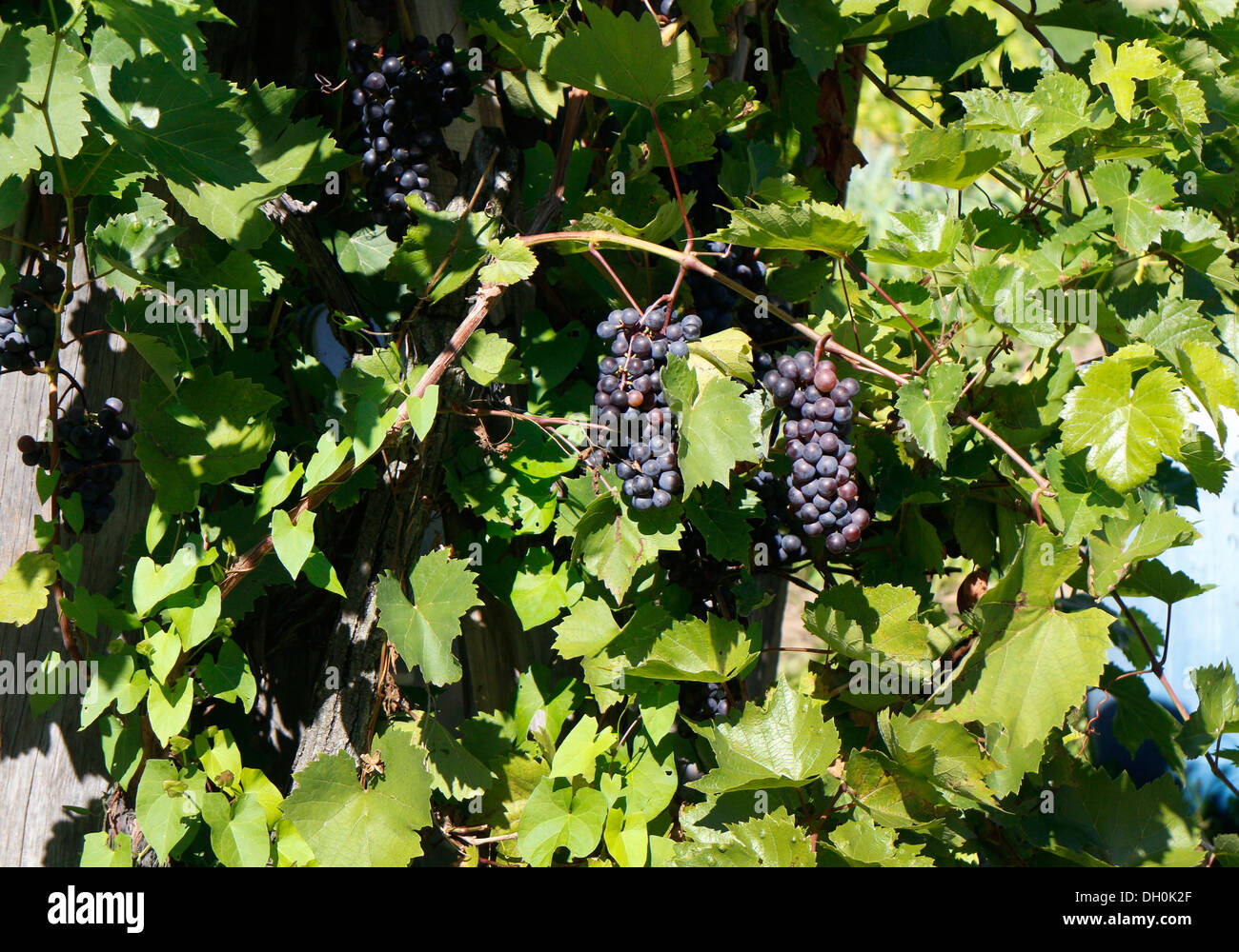 Bouquet de raisins rouges sur vigne, feuilles vertes. 132769 Banque D'Images