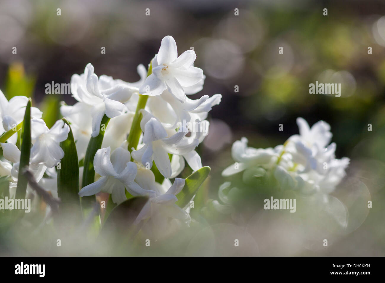 Garden hyacinth ou néerlandais (Jacinthe Hyacinthus orientalis), Kassel, Kassel, Hesse, Allemagne Banque D'Images