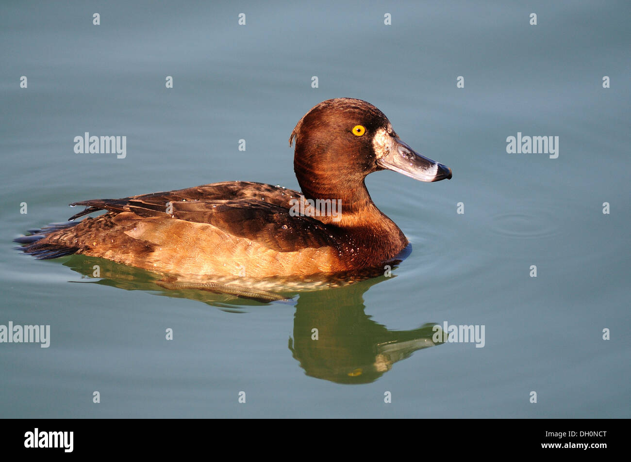 Une femelle fuligule morillon natation UK Banque D'Images