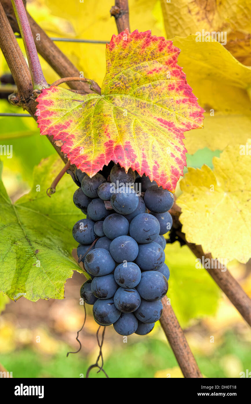 Red Wine Grapes on Vine avec feuillage Automne closeup Banque D'Images