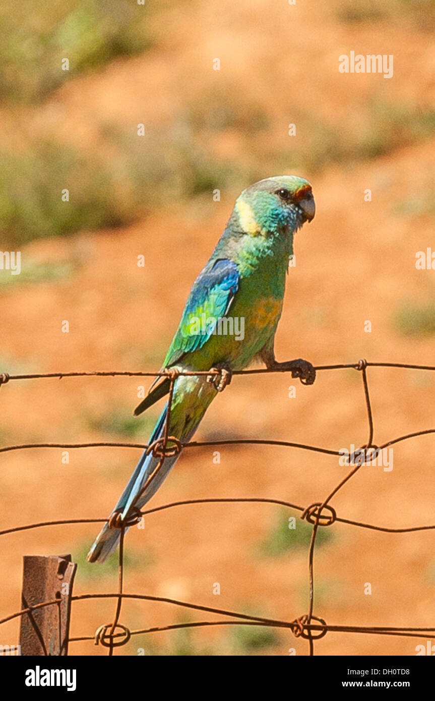 À Collier Mallee à Mungo National Park, NSW, Australie Banque D'Images