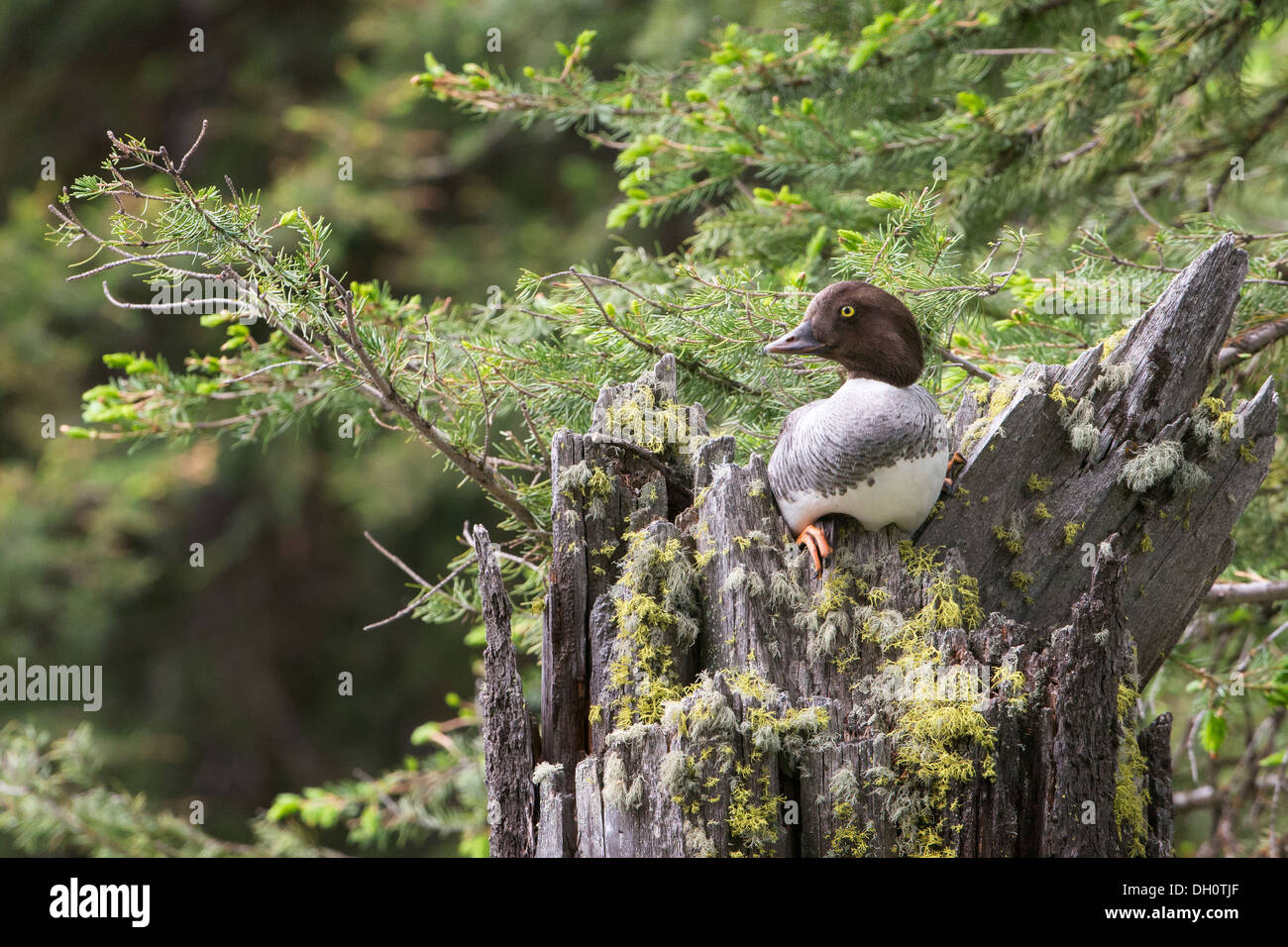 Un garrot femelle perchée dans un arbre de nidification, le Parc National de Yellowstone, Wyoming Banque D'Images
