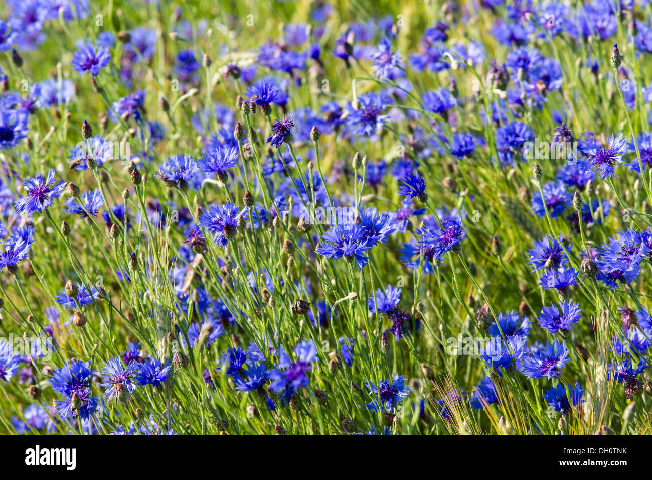 Barbeaux ou diplôme de boutons (Centaurea cyanus), Fuldabrück, Fuldabrück, Hesse, Allemagne Banque D'Images