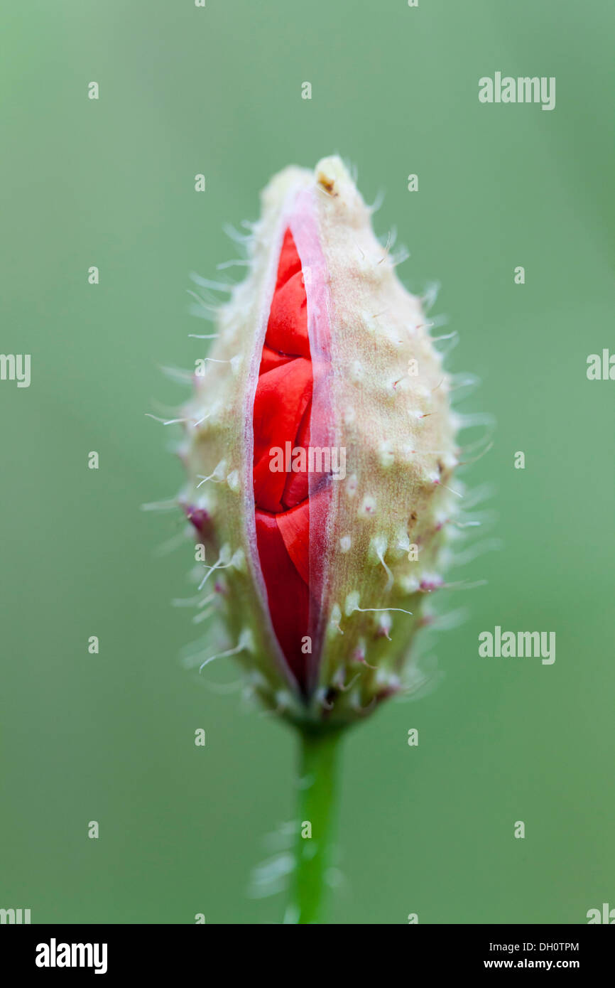 Coquelicot (Papaver rhoeas), Bud, Fuldabrück, Hesse, Allemagne Banque D'Images