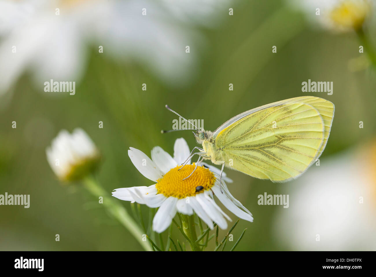 Small White (Pieris rapae) papillon, Fuldabrück, Fuldabrück, Hesse, Allemagne Banque D'Images